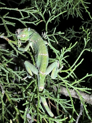 Knight Anole