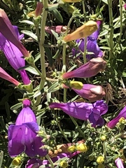 Penstemon heterophyllus