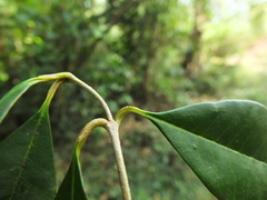 Chionanthus mala-elengi