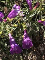 Penstemon heterophyllus