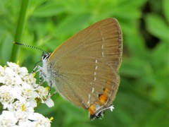 Satyrium acaciae