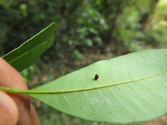Chionanthus mala-elengi