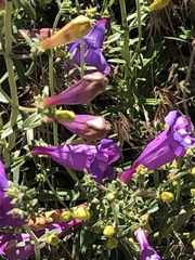 Penstemon heterophyllus