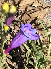 Penstemon heterophyllus