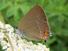 Satyrium acaciae