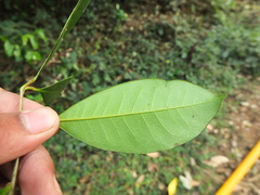 Chionanthus mala-elengi