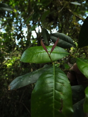 Chionanthus mala-elengi