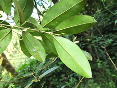 Chionanthus mala-elengi