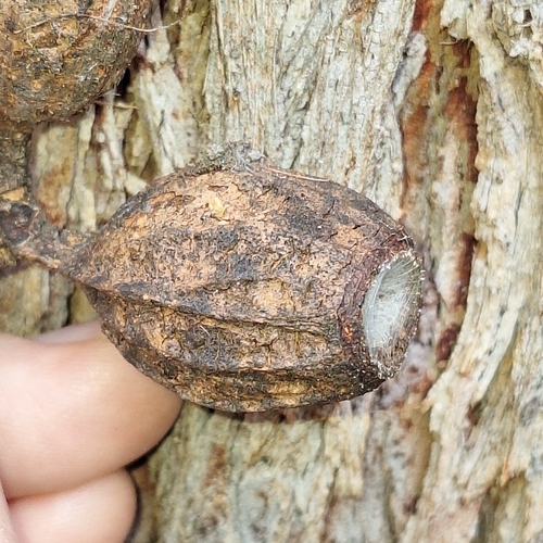 Image of Eucalyptus planchoniana by (c) Greg Tasney, some rights reserved (CC BY-SA)