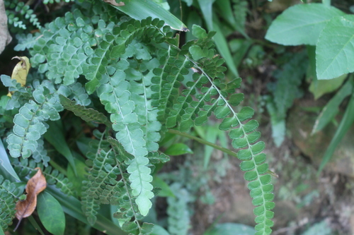 Lindsaea bonii (Lindsaea bonii)
