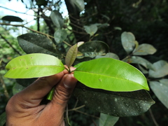 Chionanthus mala-elengi