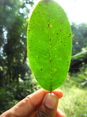 Chionanthus mala-elengi