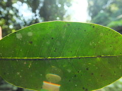 Chionanthus mala-elengi