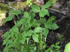 Arisaema stewardsonii