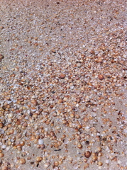 Glycymeris glycymeris