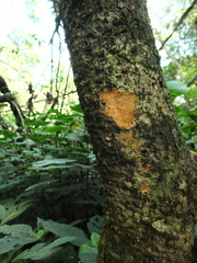 Chionanthus mala-elengi