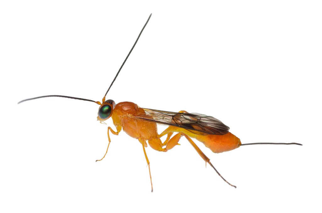 Pristomerus kakaduensis