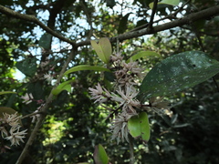 Chionanthus mala-elengi