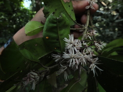 Chionanthus mala-elengi