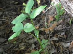 Arisaema stewardsonii