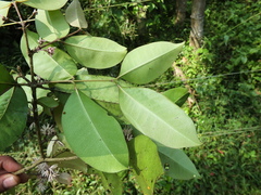 Chionanthus mala-elengi