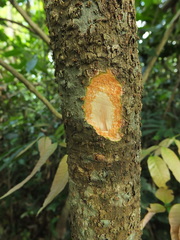 Chionanthus mala-elengi