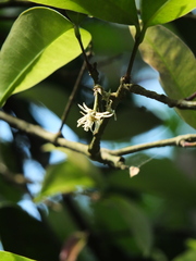 Chionanthus mala-elengi
