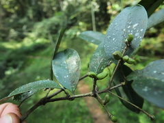 Chionanthus mala-elengi