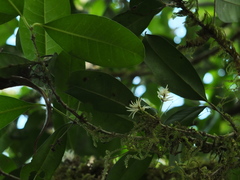Chionanthus mala-elengi