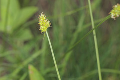 Carex muehlenbergii