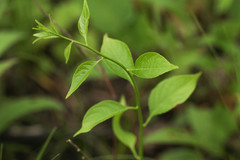 Celastrus scandens
