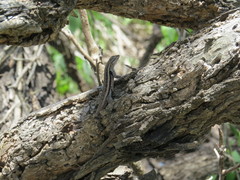 Sceloporus variabilis