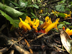 Christisonia bicolor