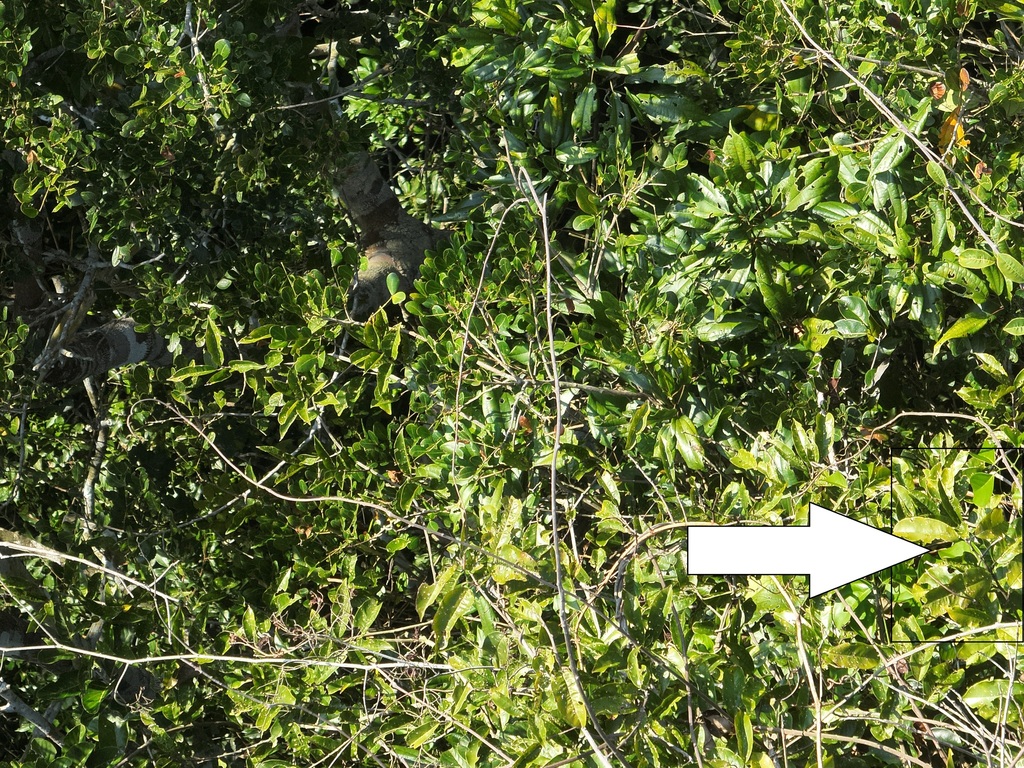 Micrandropsis