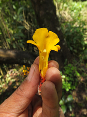 Christisonia bicolor