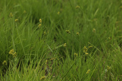Carex muehlenbergii