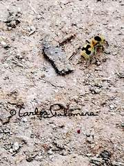 Dasymutilla arachnoides