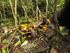 Christisonia bicolor