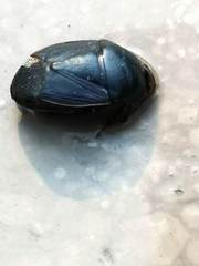 Pangaeus