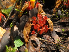 Christisonia bicolor