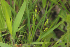 Dichanthelium perlongum