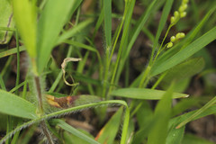 Dichanthelium perlongum