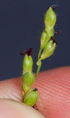 Dichanthelium perlongum
