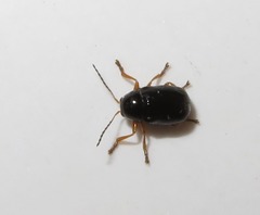 Cryptocephalus ocellatus