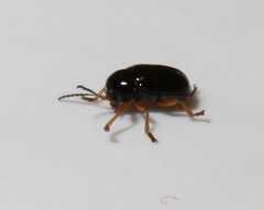 Cryptocephalus ocellatus