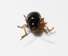 Cryptocephalus ocellatus