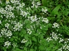 Narrow-fruited Watercress - Photo (c) William Van Hemessen, some rights reserved (CC BY-NC), uploaded by William Van Hemessen