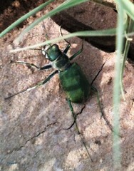 Cicindela obsoleta