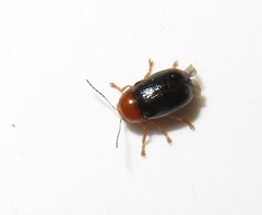 Cryptocephalus rufipes