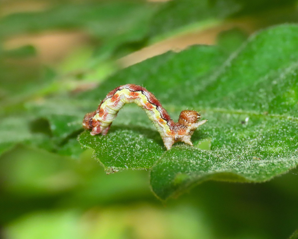 Mottled Umber